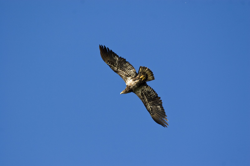 Juvenile Bald Eagle In Flight